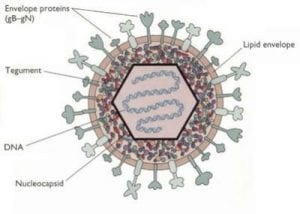 herpes-simplex-virus.jpg